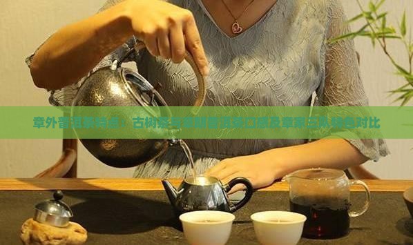 章外普洱茶特点：古树茶与章朗普洱茶口感及章家三队特色对比