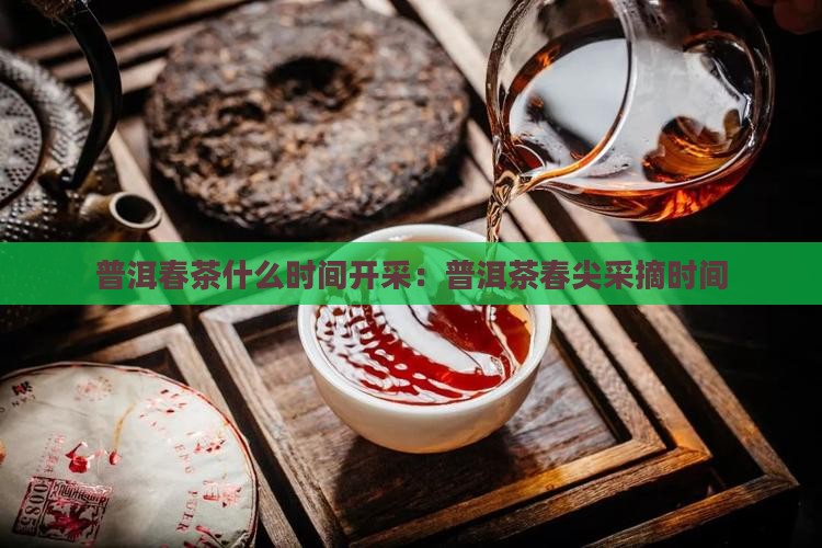 普洱春茶什么时间开采：普洱茶春尖采摘时间