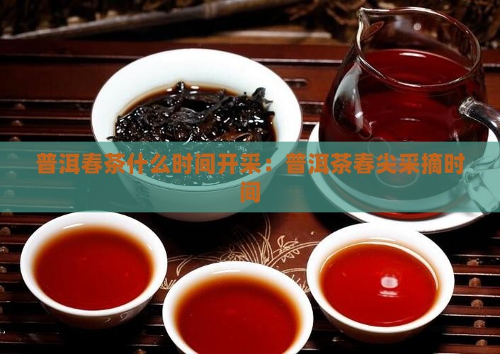 普洱春茶什么时间开采：普洱茶春尖采摘时间