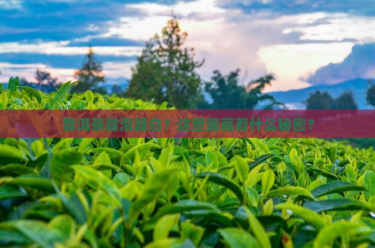 普洱茶越泡越白？这里面藏着什么秘密？