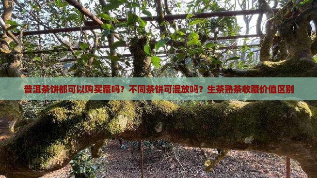 普洱茶饼都可以购买藏吗？不同茶饼可混放吗？生茶熟茶收藏价值区别