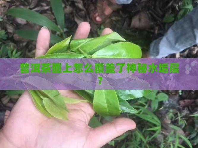 普洱茶面上怎么覆盖了神秘水垢层？