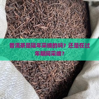 普洱茶是隔年采摘的吗？还是在过年期间采摘？