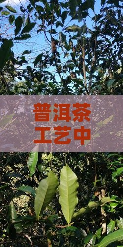 普洱茶工艺中杀青钝化酶的应用研究