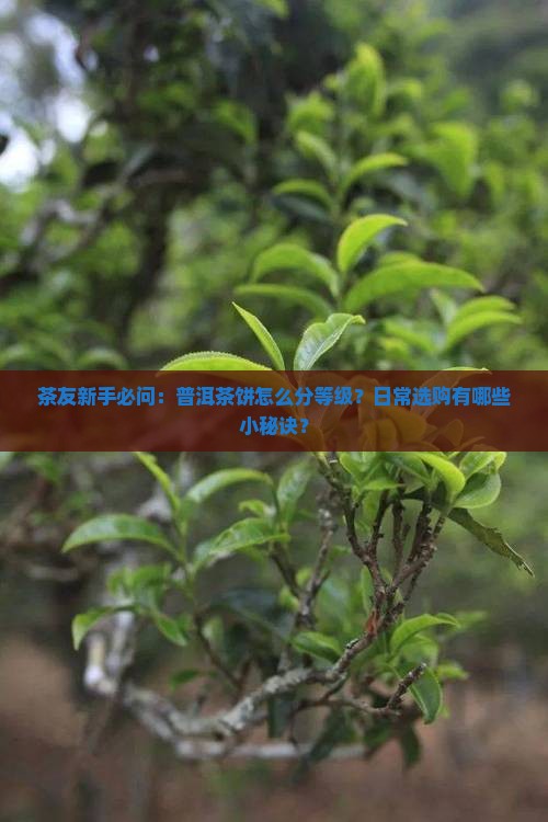 茶友新手必问：普洱茶饼怎么分等级？日常选购有哪些小秘诀？