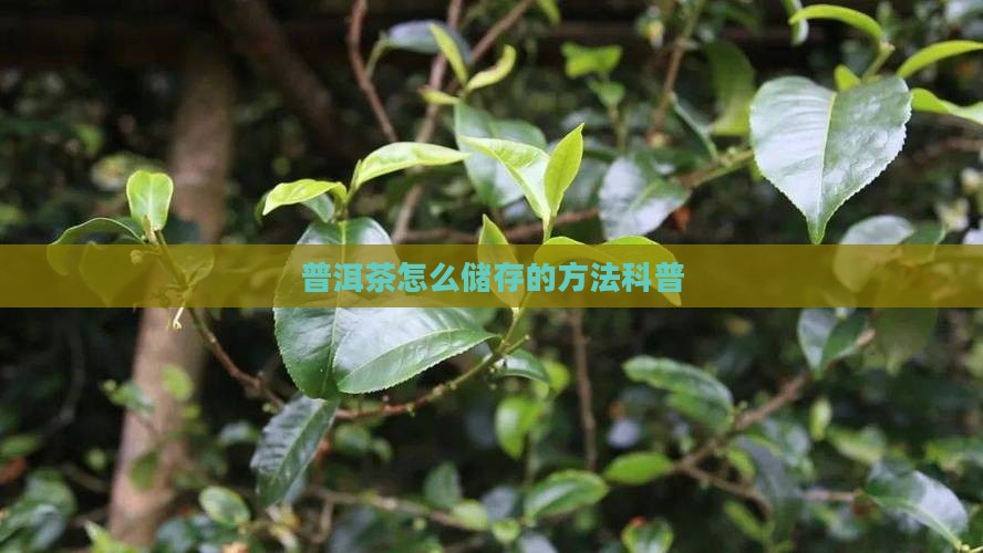 普洱茶怎么储存的方法科普