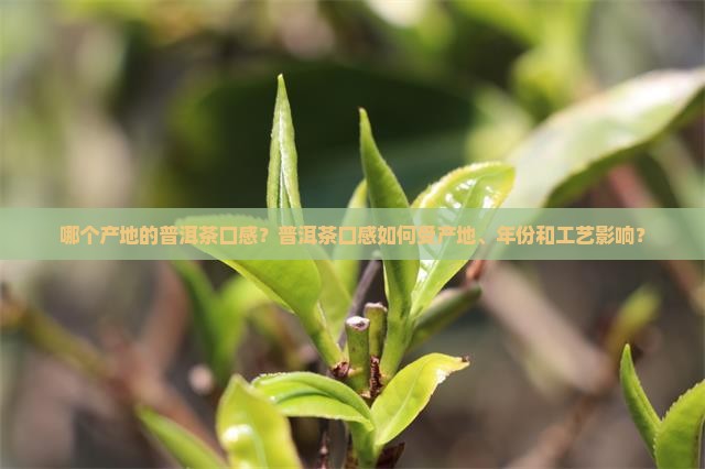 哪个产地的普洱茶口感？普洱茶口感如何受产地、年份和工艺影响？