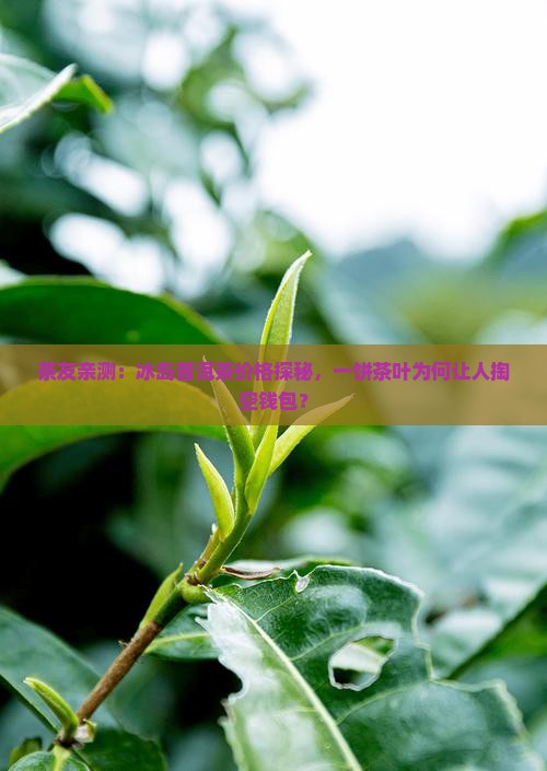 茶友亲测：冰岛普洱茶价格探秘，一饼茶叶为何让人掏空钱包？