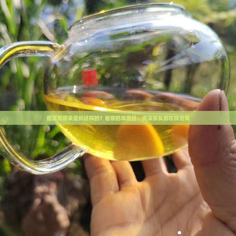 普洱茶原来是长这样的？老茶的真面目，资深茶友都在找答案