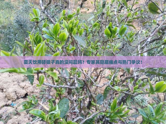 夏天饮用碎银子真的没问题吗？专家其隐藏痛点与热门争议！