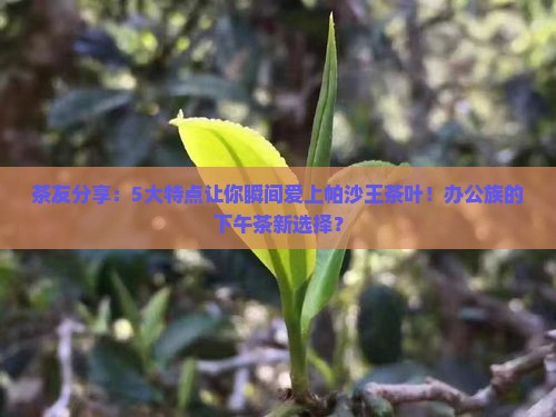 茶友分享：5大特点让你瞬间爱上帕沙王茶叶！办公族的下午茶新选择？