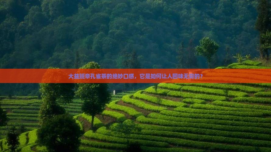大益班章孔雀茶的绝妙口感，它是如何让人回味无穷的？