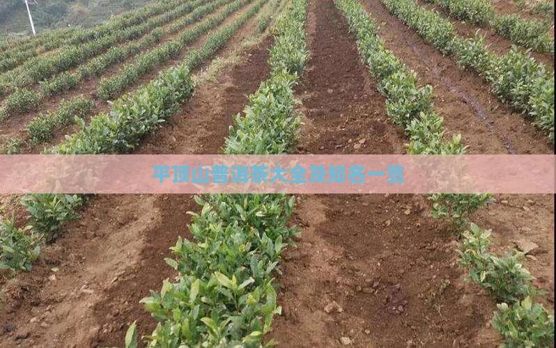 平顶山普洱茶大全及知名一览
