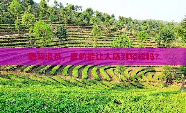 喝普洱茶，真的能让人感到轻松吗？