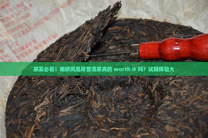 茶友必看！南峤凤凰窝普洱茶真的 worth it 吗？试喝体验大