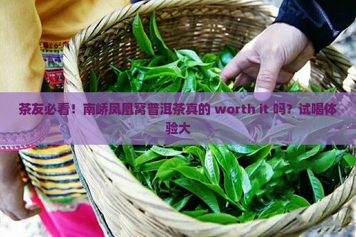 茶友必看！南峤凤凰窝普洱茶真的 worth it 吗？试喝体验大