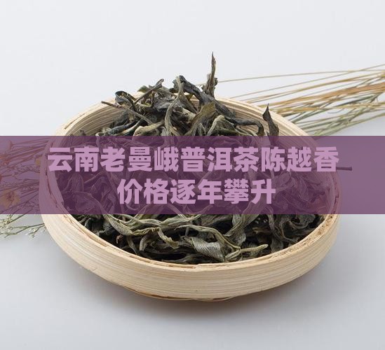 云南老曼峨普洱茶陈越香 价格逐年攀升