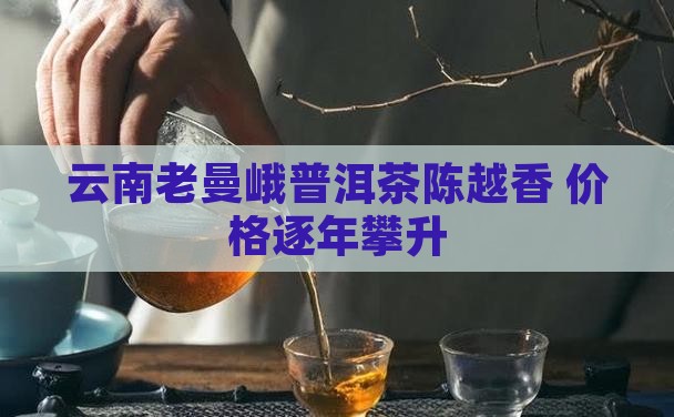 云南老曼峨普洱茶陈越香 价格逐年攀升