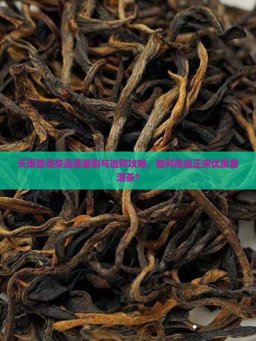 天雨普洱茶品质鉴别与选购攻略，如何挑选正宗优质普洱茶？