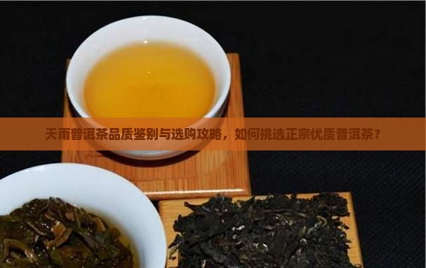 天雨普洱茶品质鉴别与选购攻略，如何挑选正宗优质普洱茶？