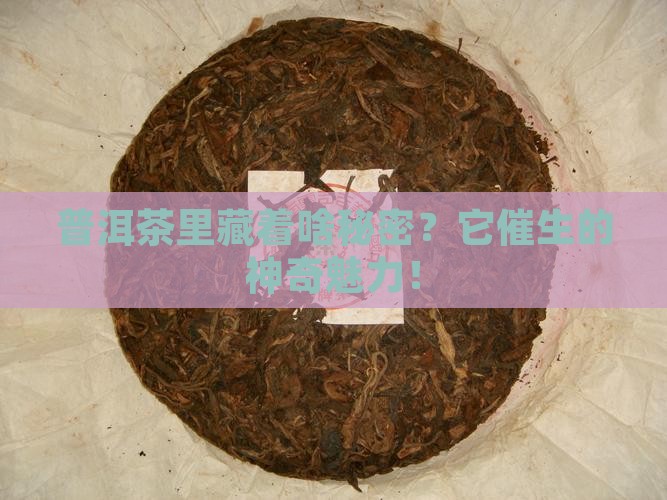 普洱茶里藏着啥秘密？它催生的神奇魅力！
