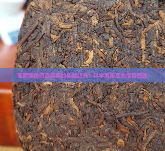 菠萝酸角普洱茶真的能减肥吗？科学解析高效瘦身原理