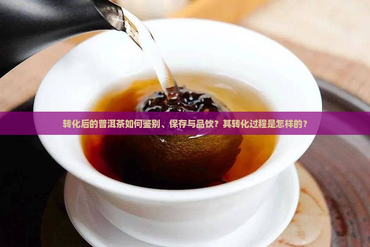 转化后的普洱茶如何鉴别、保存与品饮？其转化过程是怎样的？