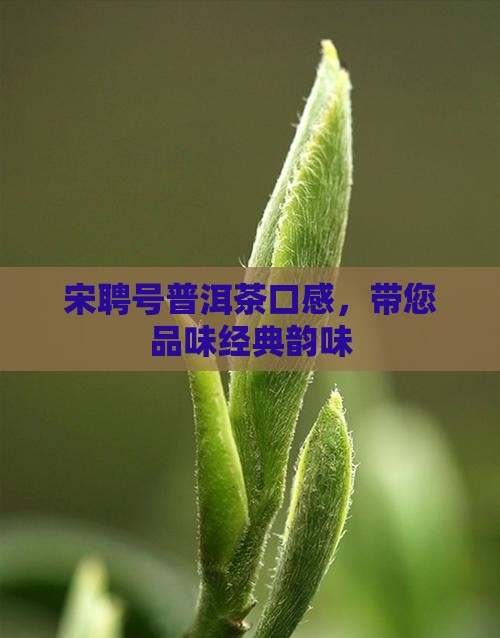宋聘号普洱茶口感，带您品味经典韵味