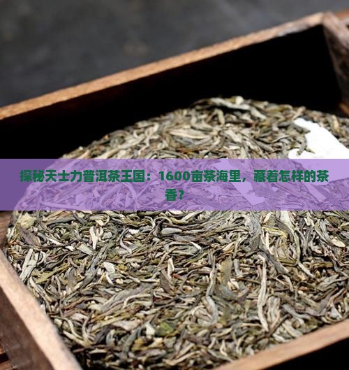 探秘天士力普洱茶王国：1600亩茶海里，藏着怎样的茶香？