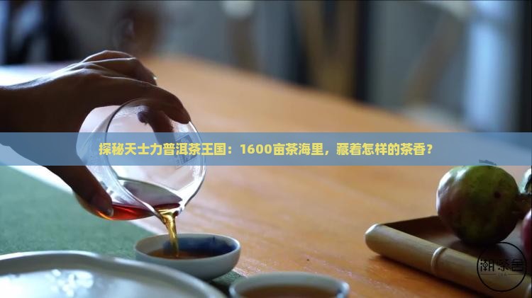 探秘天士力普洱茶王国：1600亩茶海里，藏着怎样的茶香？