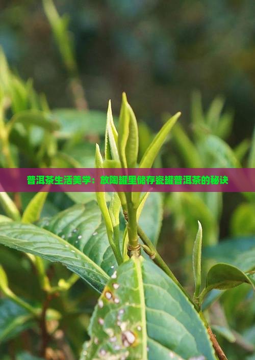 普洱茶生活美学：放陶罐里储存瓷罐普洱茶的秘诀