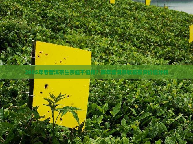 2005年老普洱茶生茶值不值钱？陈年普洱茶收藏投资价值分析