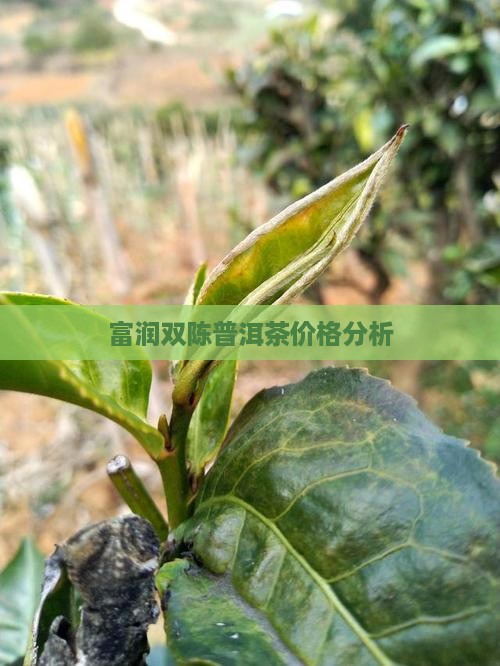 富润双陈普洱茶价格分析