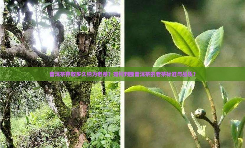普洱茶存放多久纳为老茶？如何判断普洱茶的老茶标准与品质？