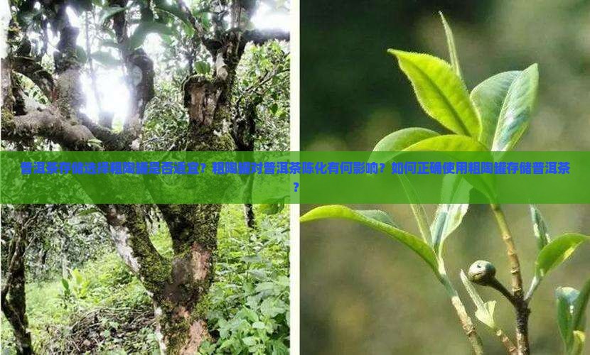 普洱茶存储选择粗陶罐是否适宜？粗陶罐对普洱茶陈化有何影响？如何正确使用粗陶罐存储普洱茶？