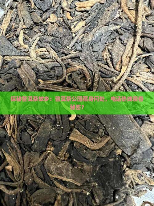 探秘普洱茶故乡：普洱茶公园藏身何处，电话热线茶香秘密？
