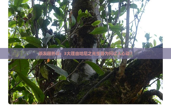 茶友圈热议：3大理由哈尼之光生普为何让人心动？