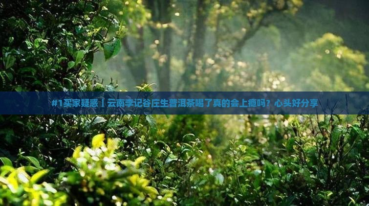 #1买家疑惑｜云南李记谷庄生普洱茶喝了真的会上瘾吗？心头好分享