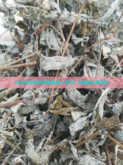 40元左右的普洱茶值得入手吗？仓储陈化背后的