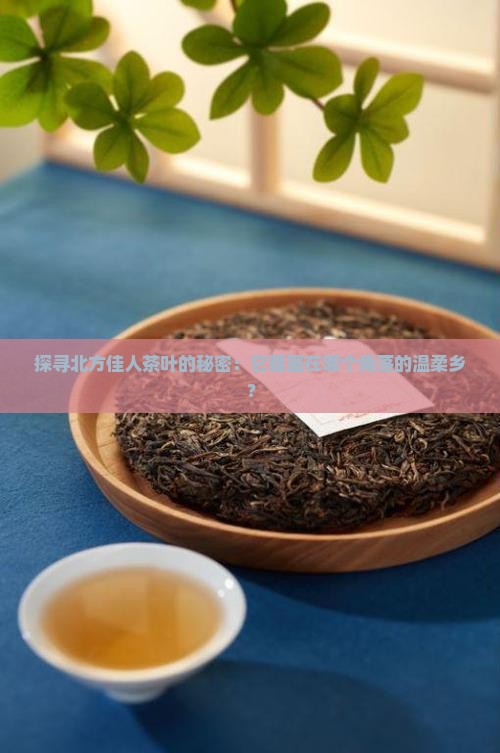探寻北方佳人茶叶的秘密：它藏匿在哪个角落的温柔乡？