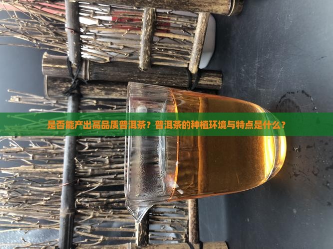 是否能产出高品质普洱茶？普洱茶的种植环境与特点是什么？