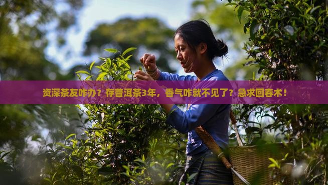 资深茶友咋办？存普洱茶3年，香气咋就不见了？急求回春术！