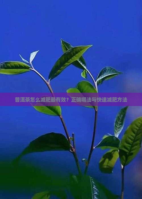 普洱茶怎么减肥最有效？正确喝法与快速减肥方法