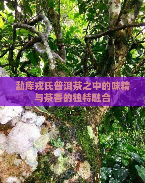 勐库戎氏普洱茶之中的味精与茶香的独特融合