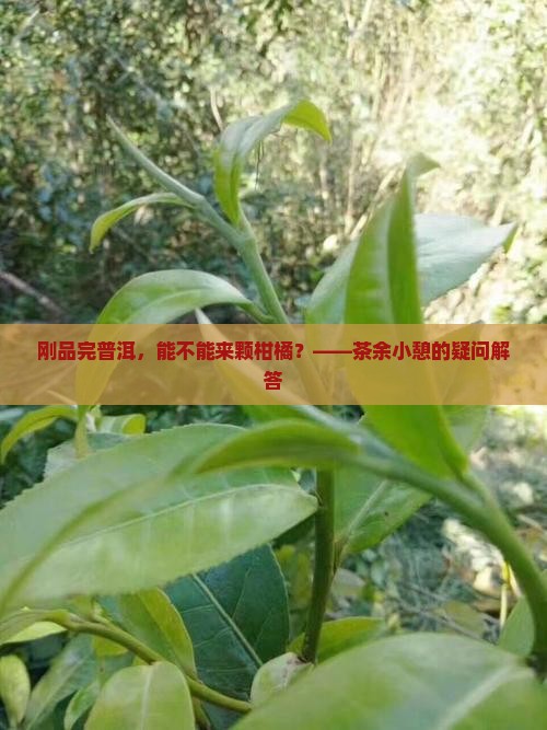 刚品完普洱，能不能来颗柑橘？——茶余小憩的疑问解答