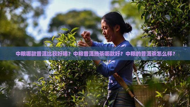 中粮哪款普洱比较好喝？中粮普洱熟茶哪款好？中粮的普洱茶怎么样？
