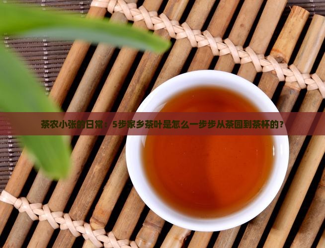 茶农小张的日常：5步家乡茶叶是怎么一步步从茶园到茶杯的？