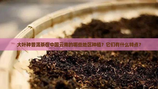 大叶种普洱茶在中国云南的哪些地区种植？它们有什么特点？