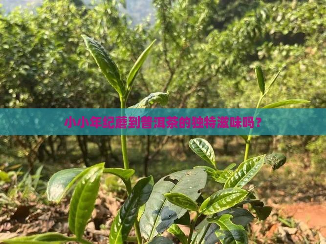 小小年纪蘑到普洱茶的独特滋味吗？