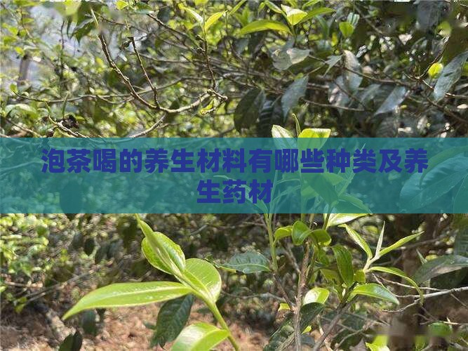 泡茶喝的养生材料有哪些种类及养生药材